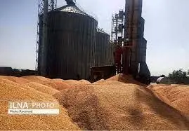 خرید گندم مازاد بر نیاز کشاورزان استان از مرز 400 هزار تن گذشت