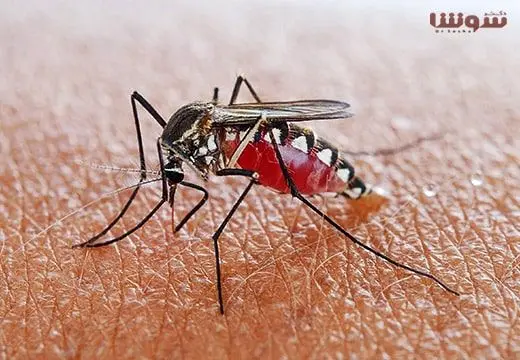 لزوم توجه پزشکان قزوین به موارد مشکوک به مالاریا