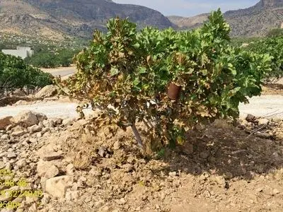 مهار آتش‌سوزی در انجیرستان‌های پلنگان نی‌ریز / سهل‌انگاری، ۱.۳ میلیارد تومان خسارت بر جای گذاشت