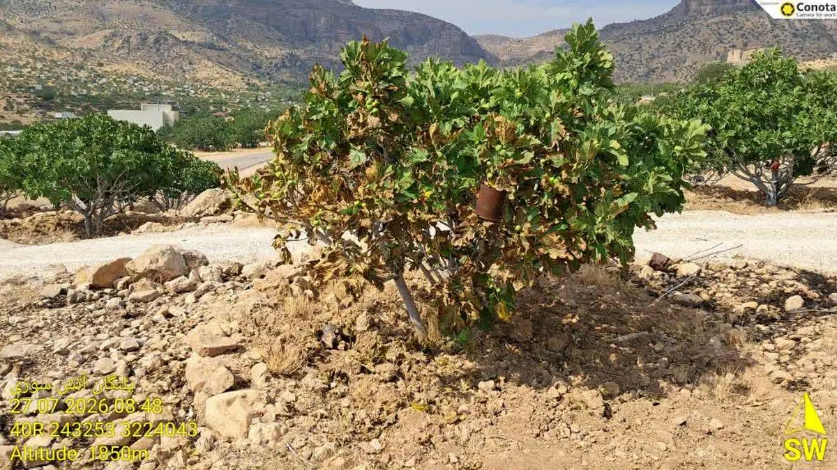 مهار آتش‌سوزی در انجیرستان‌های پلنگان نی‌ریز / سهل‌انگاری، ۱.۳ میلیارد تومان خسارت بر جای گذاشت
