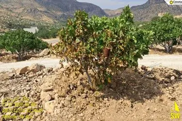 مهار آتش‌سوزی در انجیرستان‌های پلنگان نی‌ریز / سهل‌انگاری، ۱.۳ میلیارد تومان خسارت بر جای گذاشت