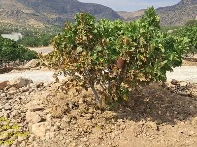 مهار آتش‌سوزی در انجیرستان‌های پلنگان نی‌ریز / سهل‌انگاری، ۱.۳ میلیارد تومان خسارت بر جای گذاشت