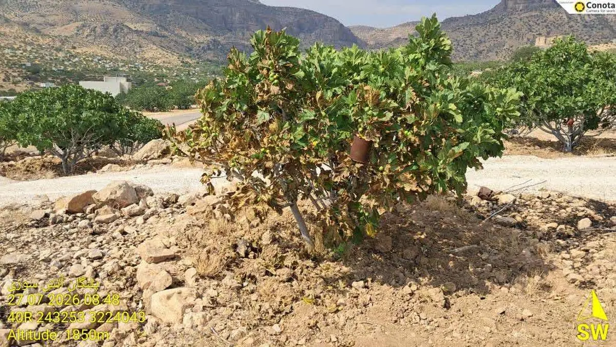 مهار آتش‌سوزی در انجیرستان‌های پلنگان نی‌ریز / سهل‌انگاری، ۱.۳ میلیارد تومان خسارت بر جای گذاشت