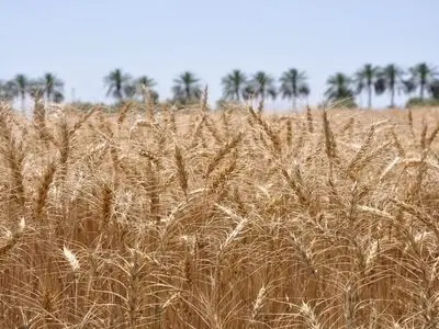  شکسته شدن رکورد خرید گندم در خوزستان

