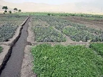 فعالیت سبزی کاری در کرمانشاه رصد می شود