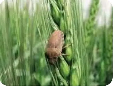 مبارزه با آفت سن گندم در بیش از ۱۵ هزار هکتار از مزارع چهارمحال و بختیاری انجام شد