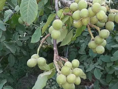 راهنمای انتخاب و خرید نهال گردو در باغداری مدرن