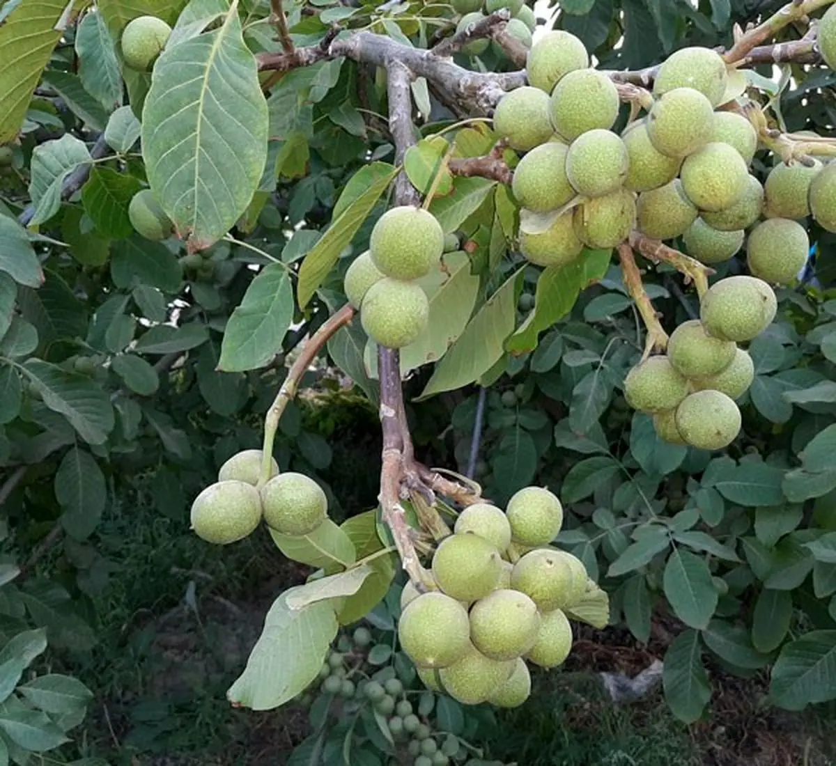 راهنمای انتخاب و خرید نهال گردو در باغداری مدرن