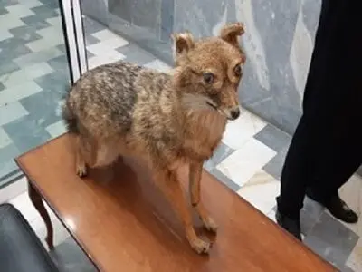 کشف تاکسیدرمی حیات وحش در رباط‌کریم