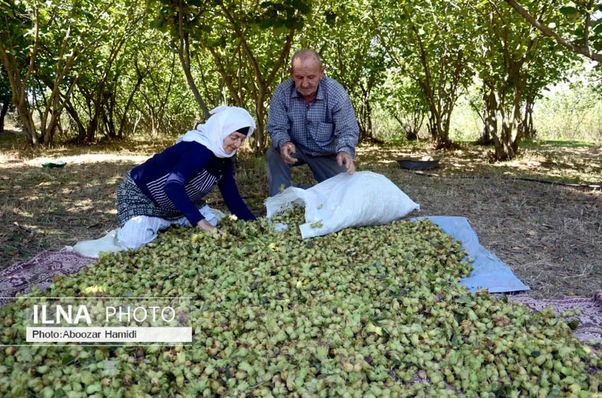 آغاز برداشت فندوق از باغات استان قزوین