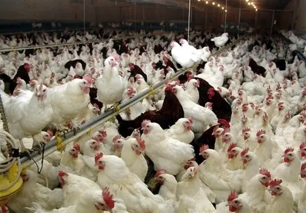 کاهش قیمت مرغ تا مرز ۵۰ هزار تومان/ تحویل نهاده با ۲ ماه تاخیر انجام می‌شود
