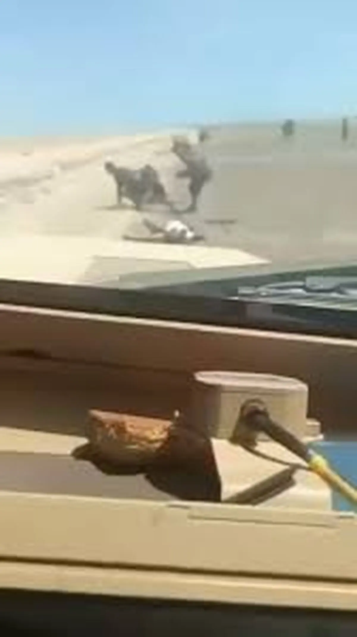مزدوران عربستانی زخمی های انصارلله را با خودرو زیر می گیرند+ فیلم
