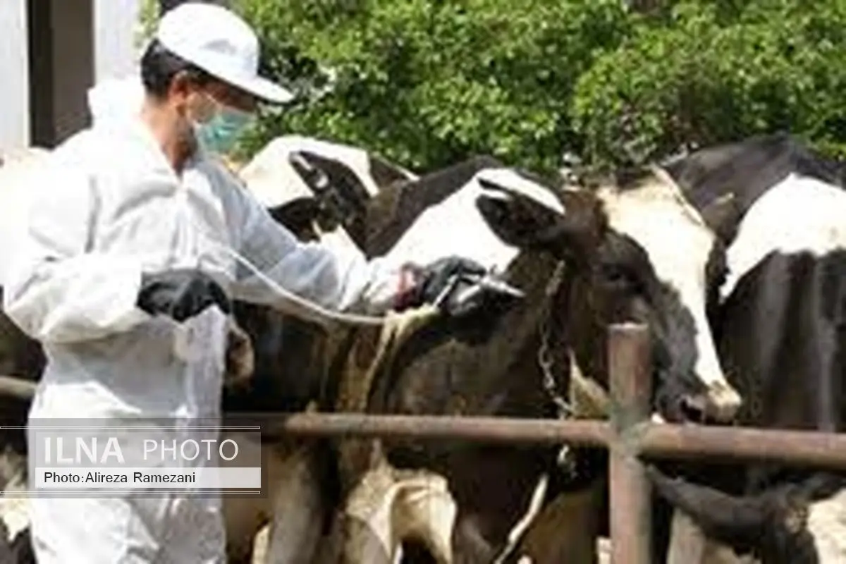 واکسیناسیون گسترده دامهای کشور برای مقابله با تب مالت