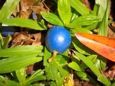 تنها میوه آبی رنگ دنیا کجا رشد می‌کند؟