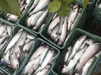 چهارمحال و بختیاری ظرفیت تبدیل شدن به به هاب لجستیک شیلات کشور را دارد