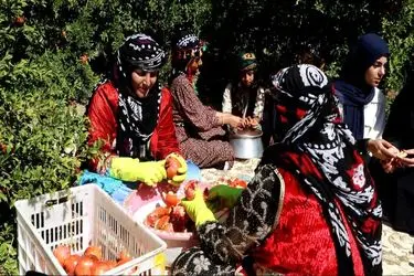 انارستان سیاب کوهدشت سالانه حدود ۳۰ هزار تُن انار تولید می‌کند