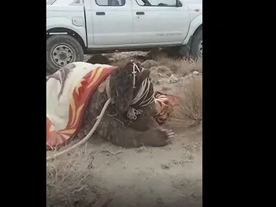 توضیح محیط‌زیست سمنان درباره «زنده‌گیری خرس‌های زخمی مجن»