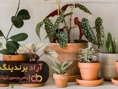 با ثروت خود همه را متحیر کنید