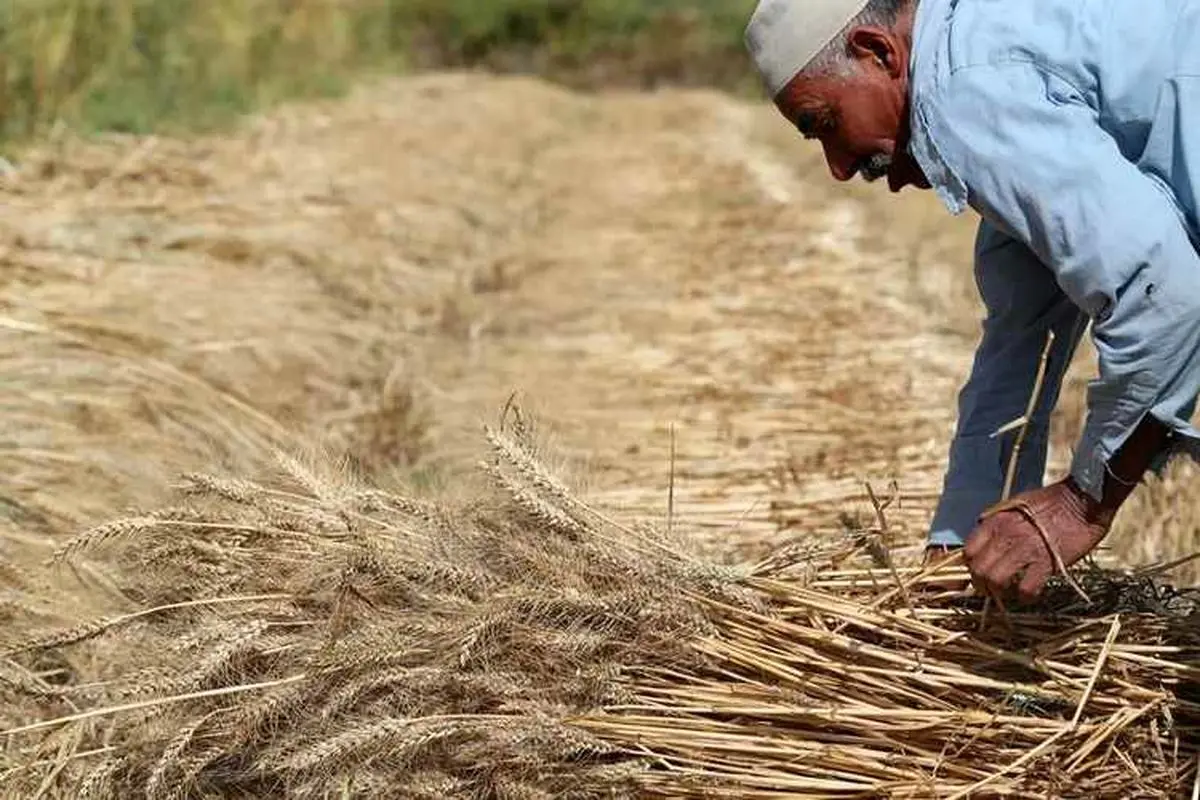 خرید تضمینی ۶۰۰ هزار تن گندم از پایان اردیبهشت ماه در خراسان رضوی