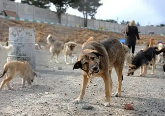 جولان سگ‌های بلاصاحب در معابر یاسوج به یک معضل تبدیل شده است/ راه کنترل جمعیت سگ‌های بلاصاحب کشتن آنها نیست 