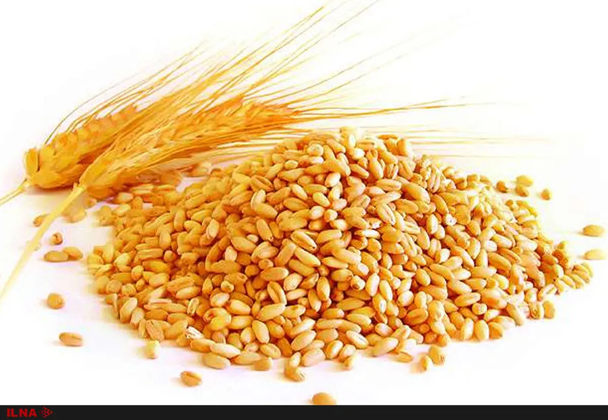 عیار چغندر قند ۲واحد افزایش یافته است/ یکی از دلایل خودکفایی گندم استفاده از بذرهای بومی است