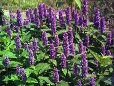 ایران یکی از منابع اصلی مجموعه های گیاهان دارویی است
