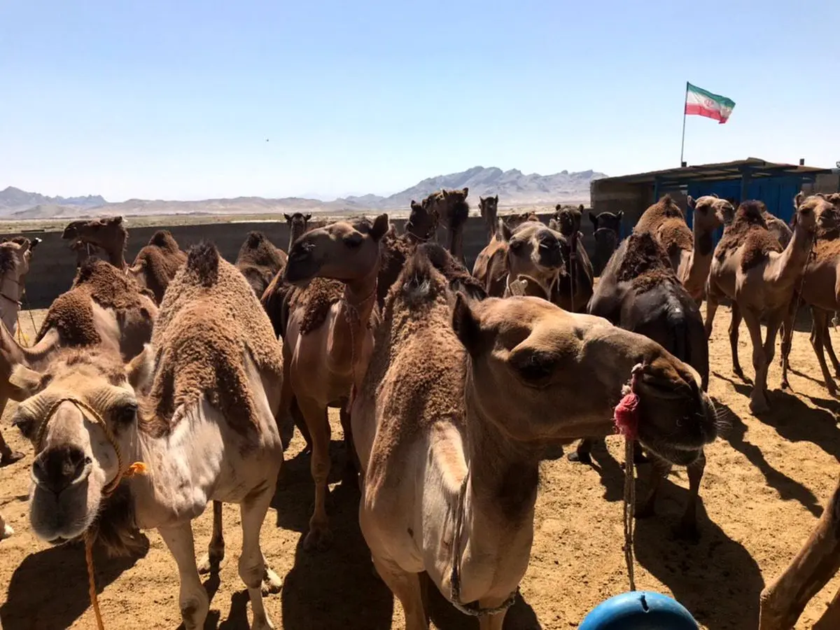 واردات شتر شیری از پاکستان به سیستان و بلوچستان 