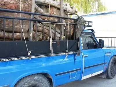 دستگیری ۵ نفر از عاملین قطع درختان جنگلی در کوه‌چنار
