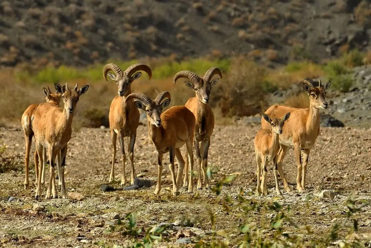 ماجرای تصاویر منتشر شده از شکار در لارستان چه بود؟