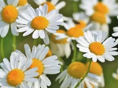 دستور تهیه مربای بابونه با طعم منحصر به‌فرد و خوشمزه