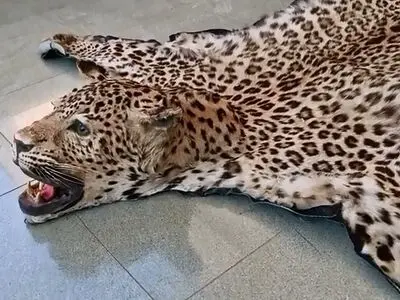 یک شکارچی با ۲۱ تاکسیدرمی به دام افتاد + فیلم