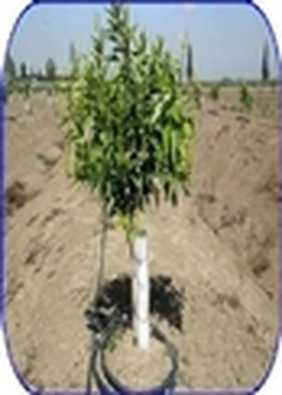 اختصاص ده هزار میلیارد ریال برای اجرای طرح های آبیاری تحت فشار