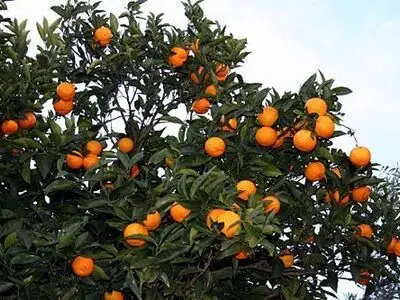 پهنه بندی مرکبات برای افزایش صادرات و حضور در بازارهای جهانی