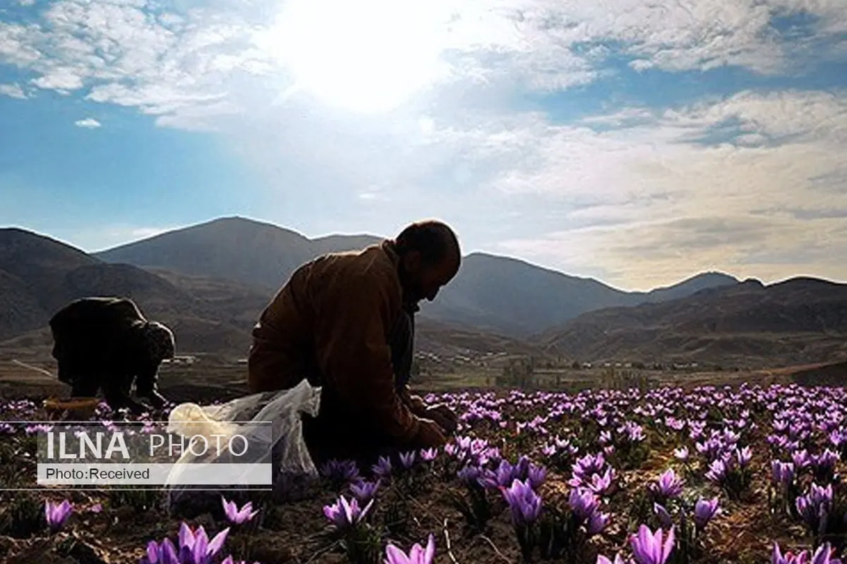 اصلاح ساختار شورای ملی زعفران و شکستن فضای انحصاری این شورا در مجلس/حمایت زعفران کاران برای جمع شدن مافیای طلای سرخ