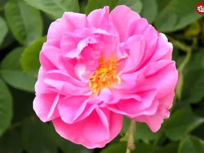 همۀ آنچه دربارۀ پرورش «گل محمدی» باید بدانید 