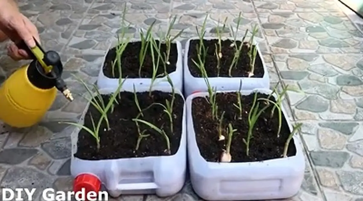 یک ایده جالب برای کاشت سیر در ظروف پلاستیکی + فیلم