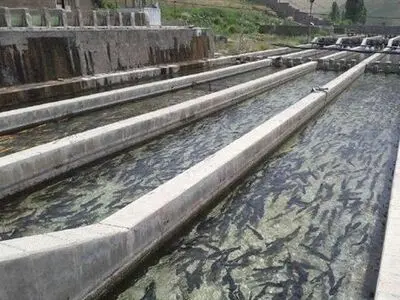 گامی نوین در توسعه صنعت شیلات با غول‌های چینی