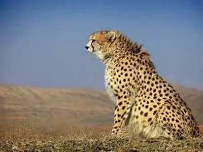 سگ‌های گله یکی از عوامل تهدید یوز 