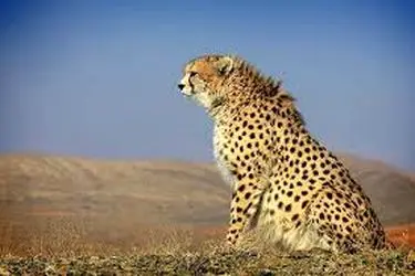 سگ‌های گله یکی از عوامل تهدید یوز 