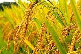 برداشت خوشه‌های برنج در چکوسر شفت آغاز شد