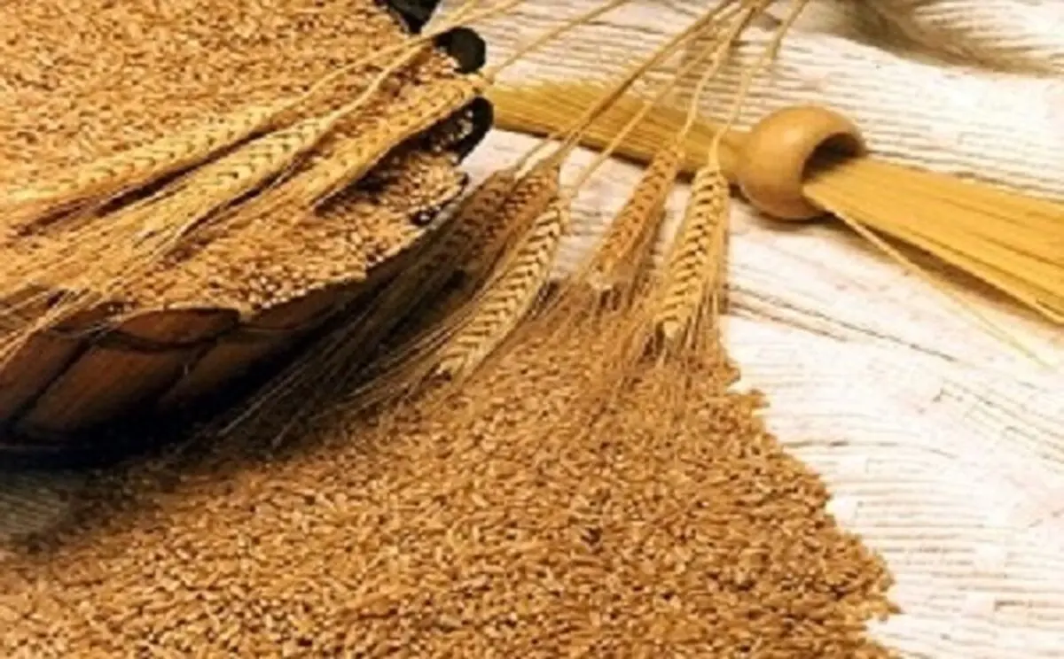 عرضه‌ی 252 هزار تن گندم خوراکی در بورس کالای ایران