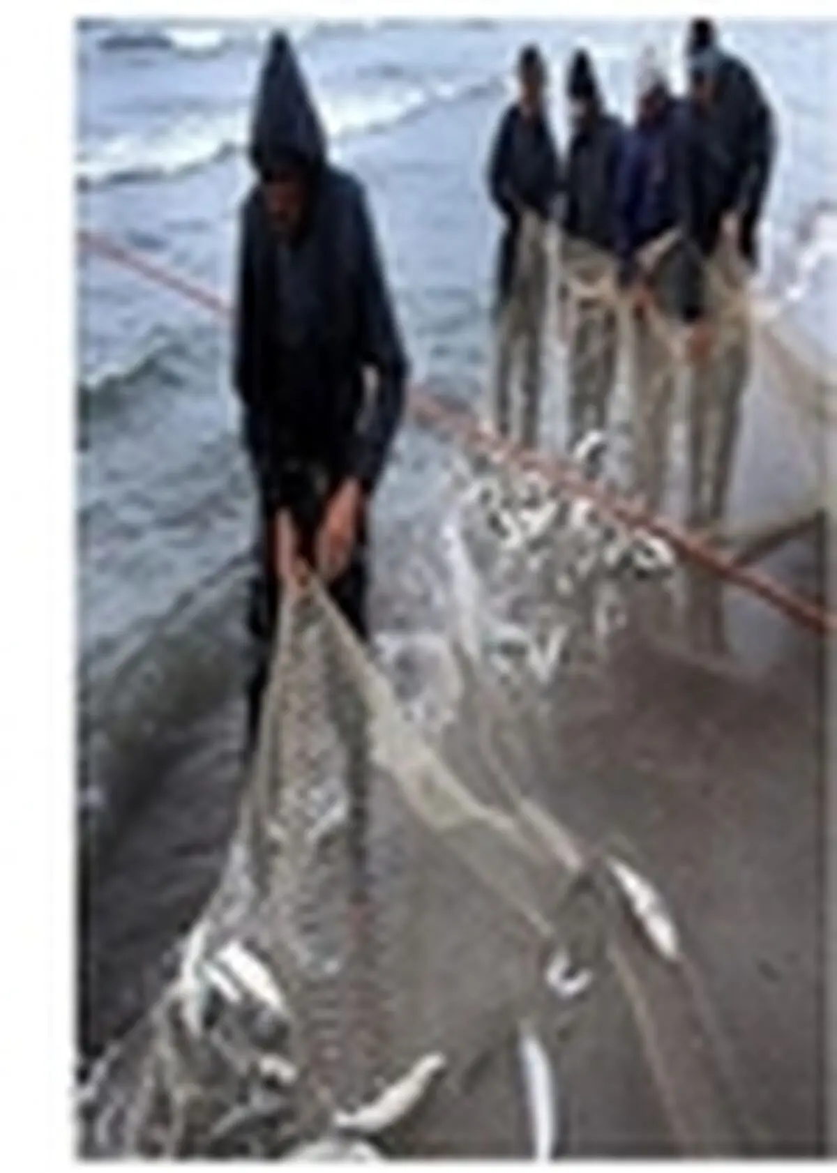 صید ۳۶۱ تن ماهی استخوانی در آبان‌ماه سال جاری در مازندران