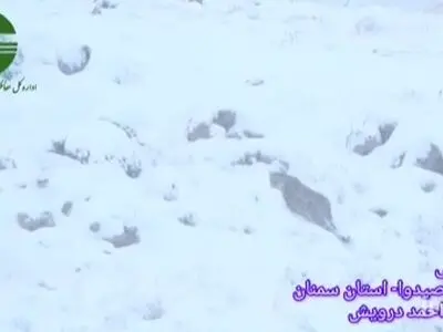 مشاهده ۴ قلاده‌ پلنگ ایرانی در طبیعت برفی صیدوا + فیلم