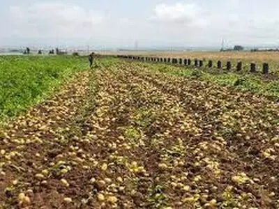 برداشت ۲۲۰ هزار تن سیب‌زمینی در چهارمحال و بختیاری
