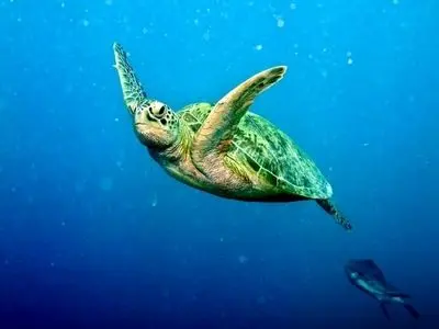 تدوین راهبردهای نوین حفاظت از زیستبومهای دریایی هرمزگان