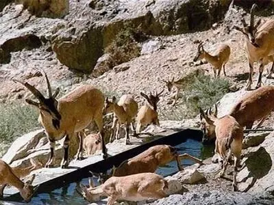مرمت و بازسازی آبشخورهای منطقه ازنا در پارک ملی هفتاد قله 