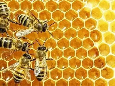 آماده‌سازی اصولی کندوها پس از برداشت عسل، کلید کاهش تلفات زمستان است