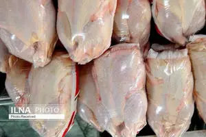 صادرات آزمایشی مرغ ایرانی به پاکستان و عمان / ریزش قیمت جوجه یک روزه به ۲۵ هزار تومان