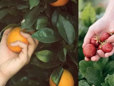 همکاری نزدیک شیریک با اولین نمایشگاه تخصصی صنعت میوه و سبزیجات کشور
