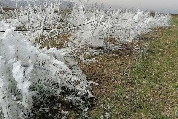 آمادگی باغات کرمانشاه در برابر سرمازدگی پاییز با مدیریت آبیاری